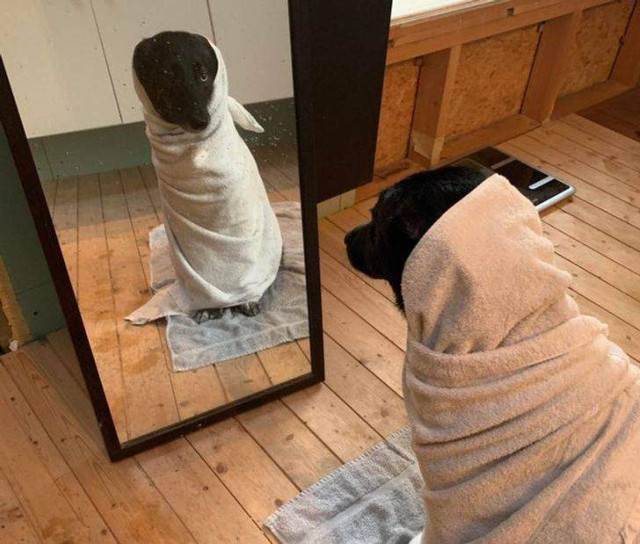 Пес думає про своє непросте життя (насправді його просто помили) / Фото Reddit  